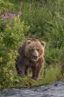 Alaskan brown bear along Alagnak River, Alaska. Art Print